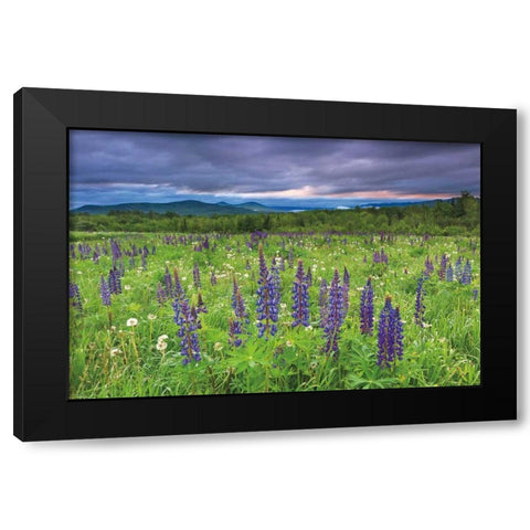Lupine Sunrise Black Modern Wood Framed Art Print with Double Matting by Gendreau, Katherine