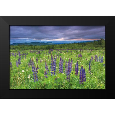 Lupine Sunrise Black Modern Wood Framed Art Print by Gendreau, Katherine