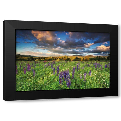 Lupine Sunset Black Modern Wood Framed Art Print by Gendreau, Katherine