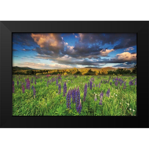 Lupine Sunset Black Modern Wood Framed Art Print by Gendreau, Katherine