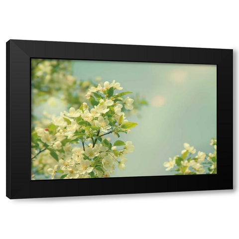 Spring Beauty I Black Modern Wood Framed Art Print with Double Matting by Schlabach, Sue