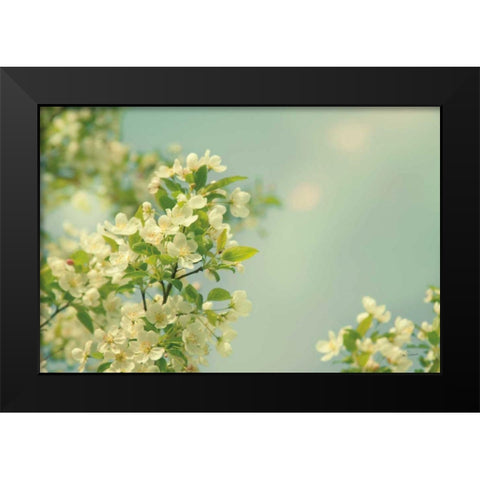 Spring Beauty I Black Modern Wood Framed Art Print by Schlabach, Sue