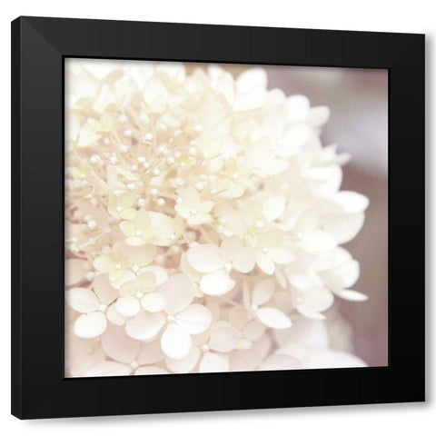 Hydrangea Dream I Black Modern Wood Framed Art Print by Marshall, Laura