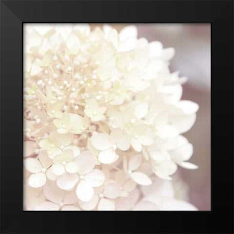 Hydrangea Dream I Black Modern Wood Framed Art Print by Marshall, Laura