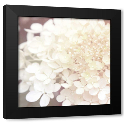 Hydrangea Dream II Black Modern Wood Framed Art Print by Marshall, Laura