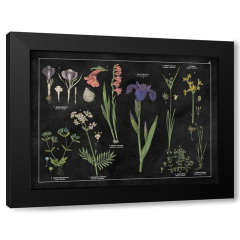 Botanical Floral Chart II Black and White Black Modern Wood Framed Art Print with Double Matting by Wild Apple Portfolio
