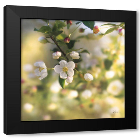 Blush Blossoms I Black Modern Wood Framed Art Print with Double Matting by Schlabach, Sue