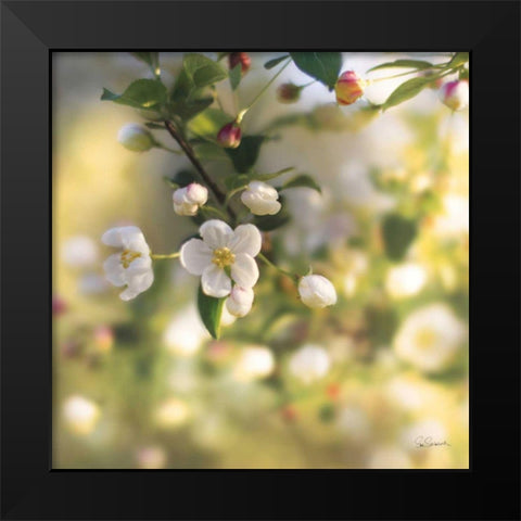 Blush Blossoms I Black Modern Wood Framed Art Print by Schlabach, Sue