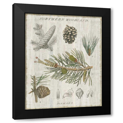 Woodland Chart III Black Modern Wood Framed Art Print with Double Matting by Schlabach, Sue