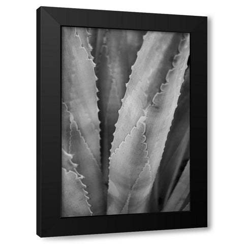 Abstract Agava I Black Modern Wood Framed Art Print by Urquhart, Elizabeth