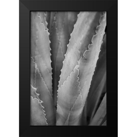 Abstract Agava I Black Modern Wood Framed Art Print by Urquhart, Elizabeth