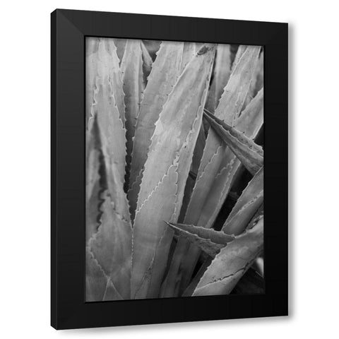 Abstract Agava II Black Modern Wood Framed Art Print with Double Matting by Urquhart, Elizabeth