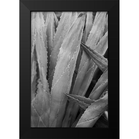Abstract Agava II Black Modern Wood Framed Art Print by Urquhart, Elizabeth