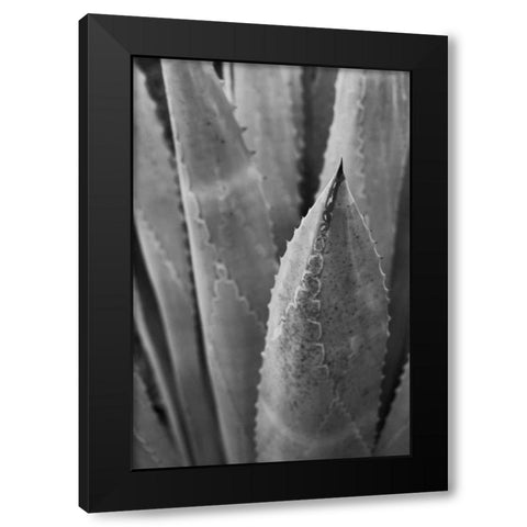 Abstract Agava III Black Modern Wood Framed Art Print with Double Matting by Urquhart, Elizabeth