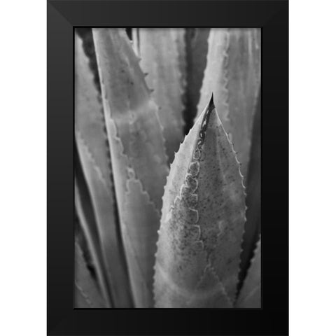 Abstract Agava III Black Modern Wood Framed Art Print by Urquhart, Elizabeth