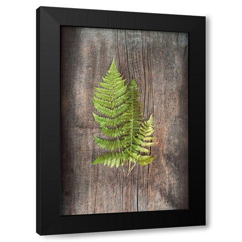 Woodland Fern III Black Modern Wood Framed Art Print with Double Matting by Schlabach, Sue