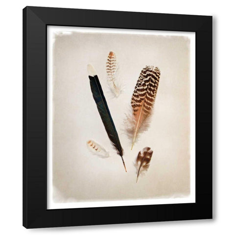 Feather Group II Black Modern Wood Framed Art Print by Van Swearingen, Debra