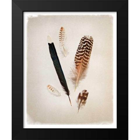 Feather Group II Black Modern Wood Framed Art Print by Van Swearingen, Debra