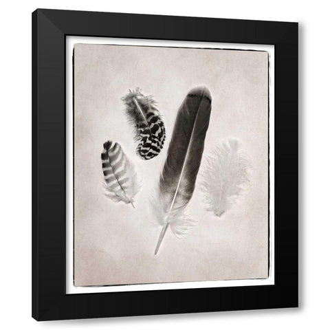 Feather Group I BW Black Modern Wood Framed Art Print with Double Matting by Van Swearingen, Debra