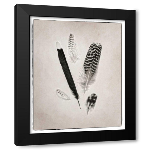 Feather Group II BW Black Modern Wood Framed Art Print with Double Matting by Van Swearingen, Debra