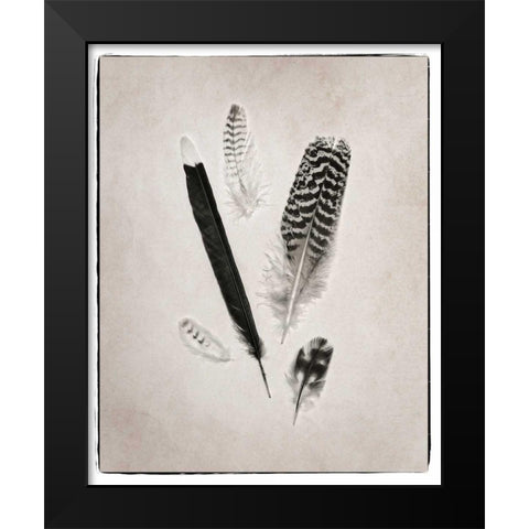Feather Group II BW Black Modern Wood Framed Art Print by Van Swearingen, Debra