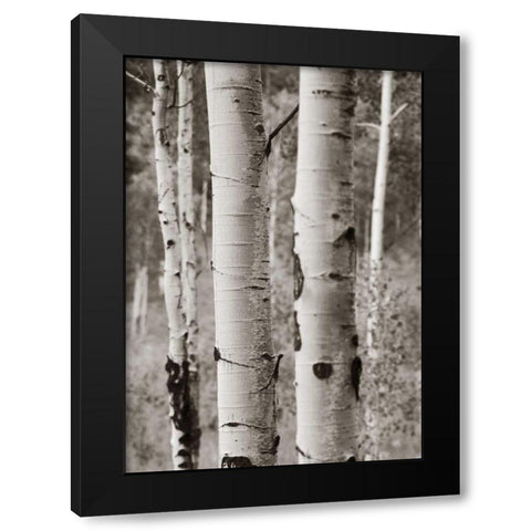 Aspens II Black Modern Wood Framed Art Print by Van Swearingen, Debra