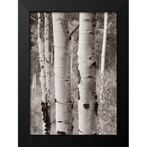 Aspens II Black Modern Wood Framed Art Print by Van Swearingen, Debra