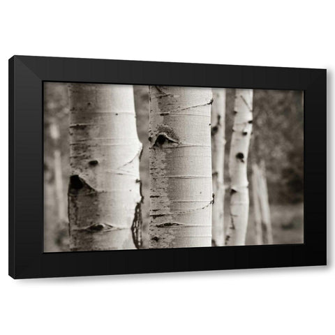 Aspens III Black Modern Wood Framed Art Print by Van Swearingen, Debra
