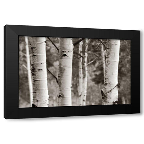 Aspens  IV Black Modern Wood Framed Art Print with Double Matting by Van Swearingen, Debra