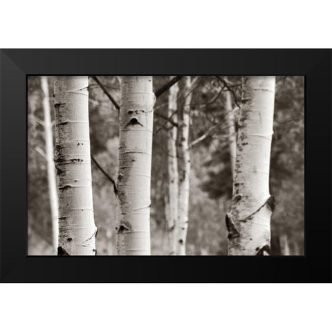 Aspens  IV Black Modern Wood Framed Art Print by Van Swearingen, Debra