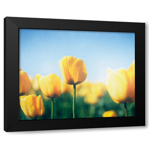 Sunny Blooms III Black Modern Wood Framed Art Print with Double Matting by Urquhart, Elizabeth