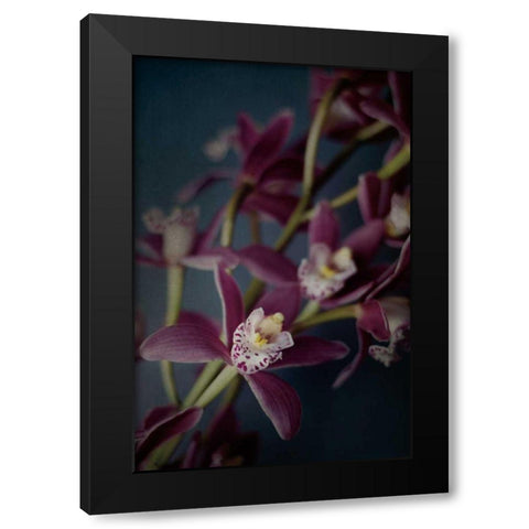 Dark Orchid III Black Modern Wood Framed Art Print by Urquhart, Elizabeth