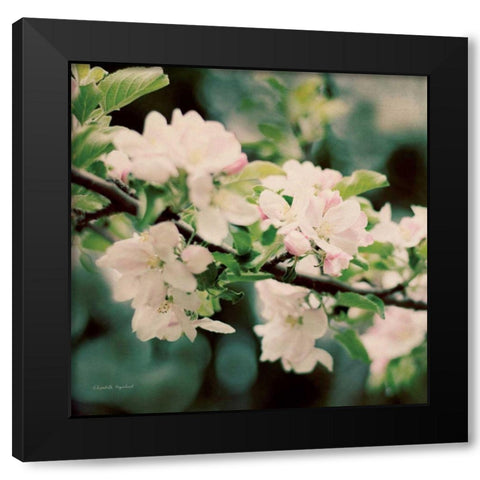 Apple Blossoms I Crop Black Modern Wood Framed Art Print by Urquhart, Elizabeth