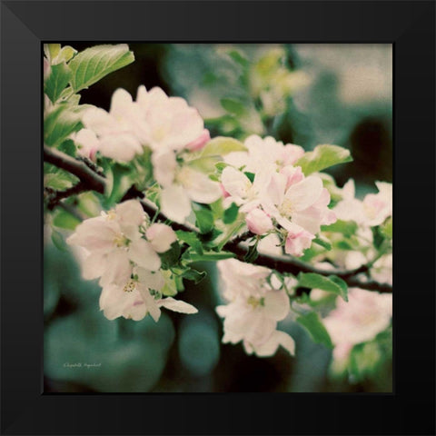 Apple Blossoms I Crop Black Modern Wood Framed Art Print by Urquhart, Elizabeth
