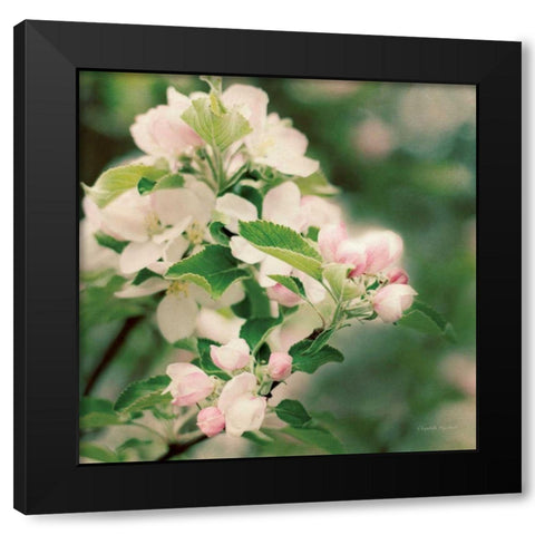 Apple Blossoms II Crop Black Modern Wood Framed Art Print by Urquhart, Elizabeth
