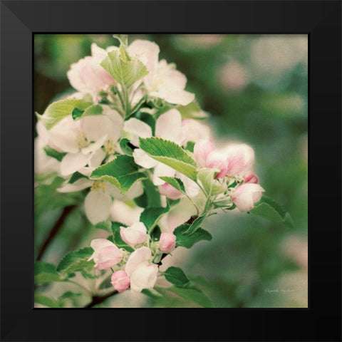 Apple Blossoms II Crop Black Modern Wood Framed Art Print by Urquhart, Elizabeth