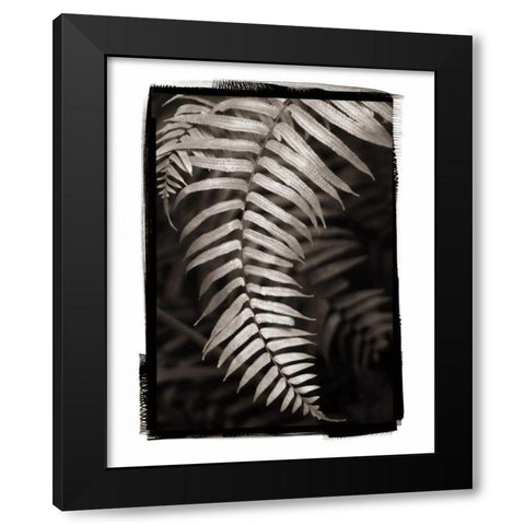 Fern II v2 Black Modern Wood Framed Art Print with Double Matting by Van Swearingen, Debra
