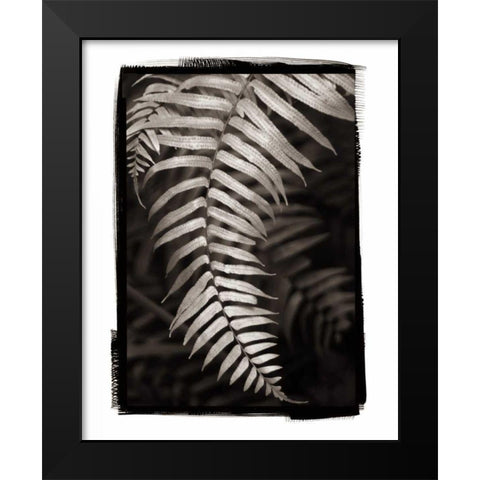 Fern II v2 Black Modern Wood Framed Art Print by Van Swearingen, Debra