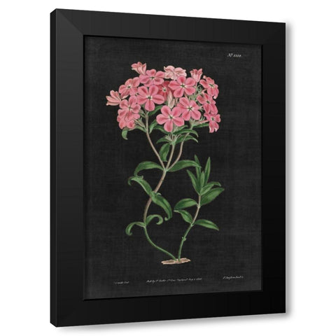 Botanical on Black Chart VI Black Modern Wood Framed Art Print with Double Matting by Wild Apple Portfolio