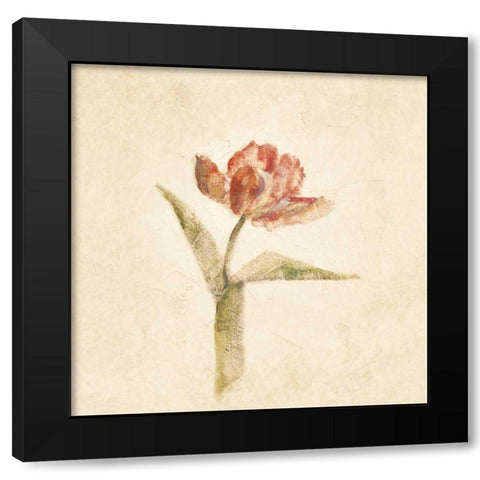 Flaming Parrot Tulip on White Crop Black Modern Wood Framed Art Print with Double Matting by Blum, Cheri