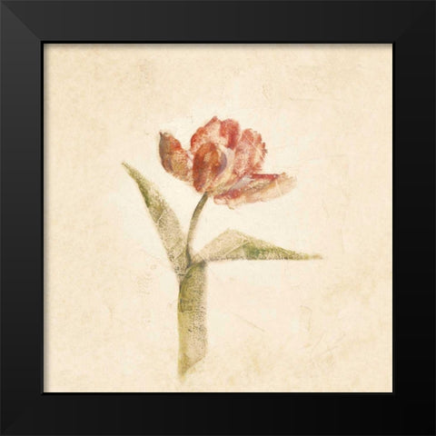 Flaming Parrot Tulip on White Crop Black Modern Wood Framed Art Print by Blum, Cheri