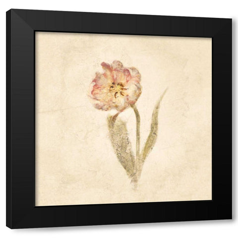 May Wonder Tulip on White Crop Black Modern Wood Framed Art Print by Blum, Cheri