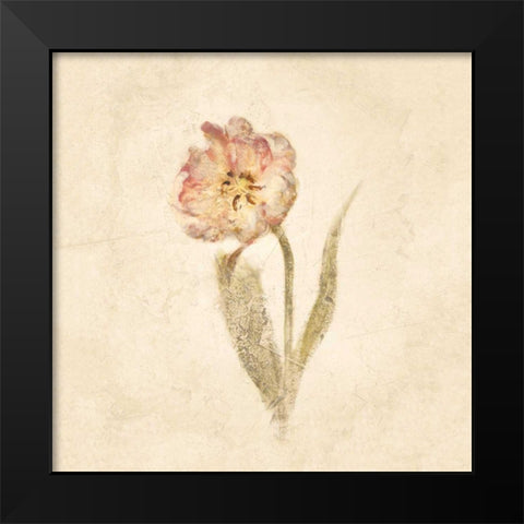 May Wonder Tulip on White Crop Black Modern Wood Framed Art Print by Blum, Cheri