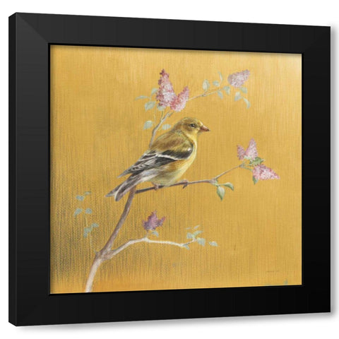 Female Goldfinch on Gold Black Modern Wood Framed Art Print with Double Matting by Nai, Danhui
