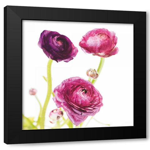 Spring Ranunculus I Black Modern Wood Framed Art Print with Double Matting by Marshall, Laura