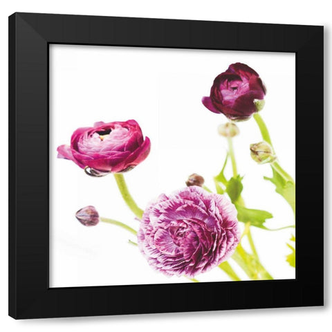 Spring Ranunculus II Black Modern Wood Framed Art Print with Double Matting by Marshall, Laura