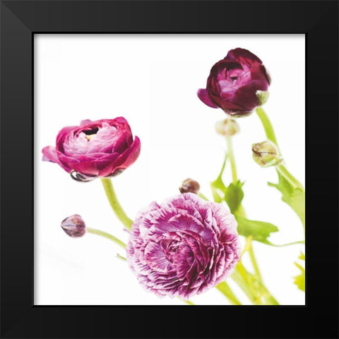 Spring Ranunculus II Black Modern Wood Framed Art Print by Marshall, Laura