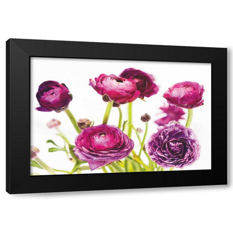 Spring Ranunculus III Black Modern Wood Framed Art Print with Double Matting by Marshall, Laura