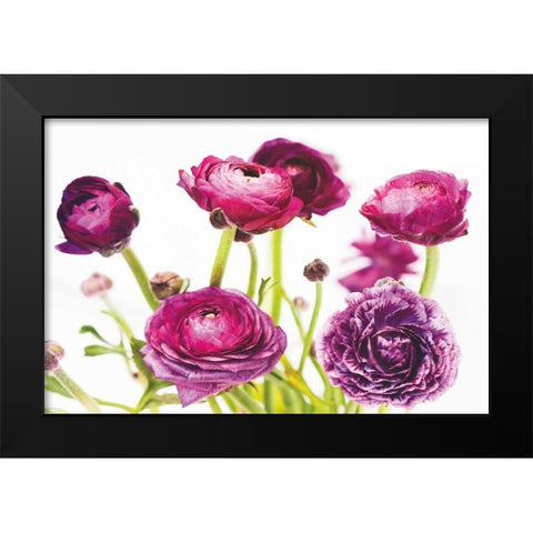 Spring Ranunculus III Black Modern Wood Framed Art Print by Marshall, Laura