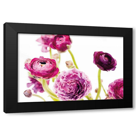 Spring Ranunculus IV Black Modern Wood Framed Art Print by Marshall, Laura